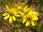 P4180013-butterweed