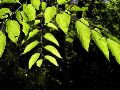P3170038-green-leaves