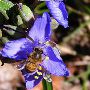 P3170051-spiderwort-bee