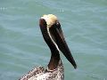 P4220044-pelican