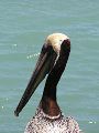 P4220033-pelican