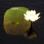 P4220082-waterlily