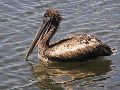 P4220009-pelican
