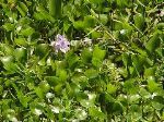 P4170044-hyacinth