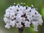 tiny-white-florets