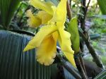 yelloworchid