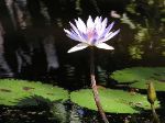 1waterlily