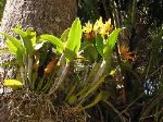 yelloworchidtree